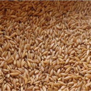 மூங்கில் அரிசி-Bambu Rice