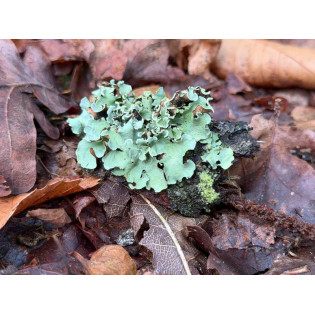 Black stone flower-கல் பாசி