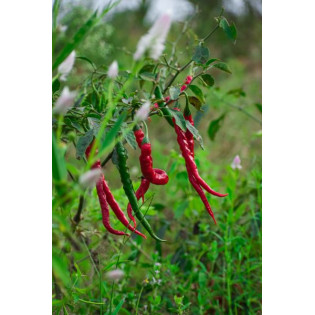hover image